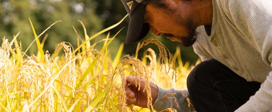 藤原孝史 稲 水田 田んぼ 農業