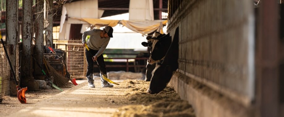 藤原孝史 牛舎 堆肥 畜産
