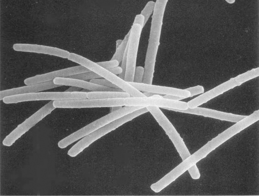 乳酸桿菌 棒状 細長い NS-8