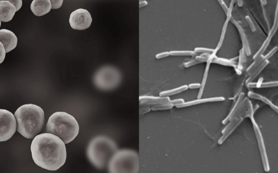 NS乳酸菌と他の乳酸菌との決定的な違い