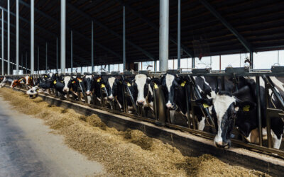 農家を悩ませる牛舎の臭い！原因と対策４選