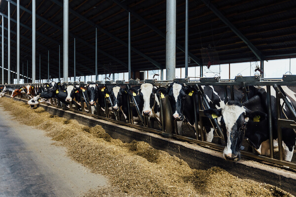 食いつきの悪い牛 畜産 食欲不信 酪農 社会的農業ラボ