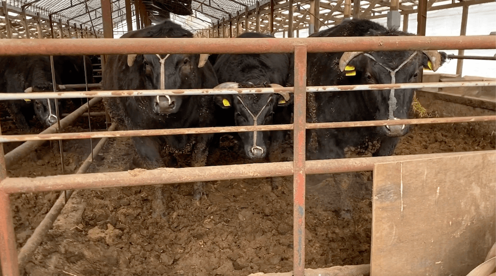 戻し堆肥 ベッド