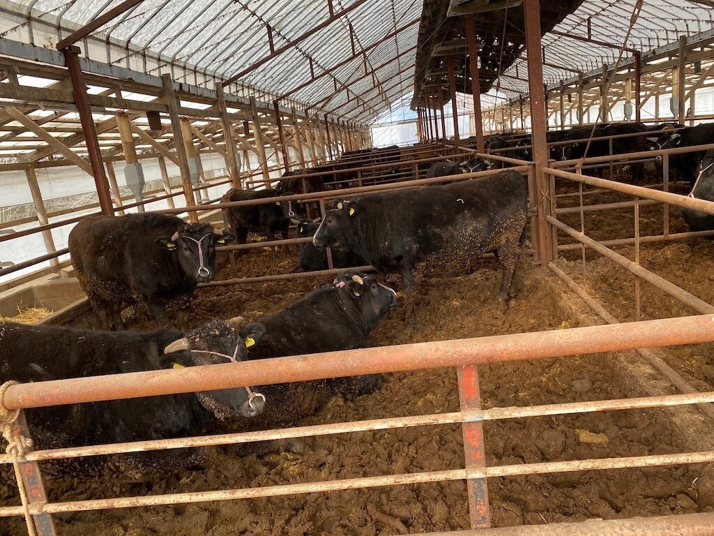 肉牛一貫 若田ファーム 乳酸菌