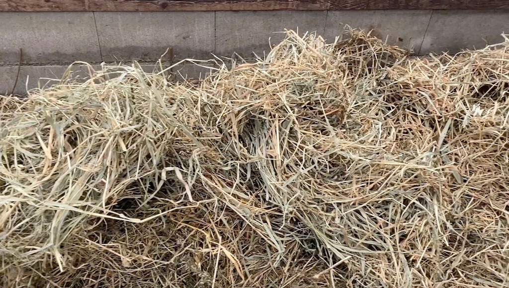 自給牧草 自給飼料 サイレージ 健康 カビない