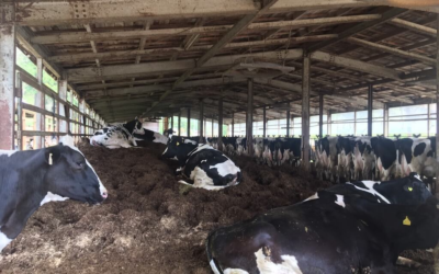 【子牛の下痢】原因からすぐにできる対策まで